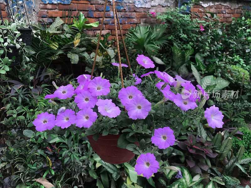 矮牵牛花(Petunia integrifolia)，紫罗兰矮牵牛花或紫罗兰花矮牵牛花，是一种野生矮牵牛花，花朵呈紫罗兰色。矮牵牛原产于阿根廷。